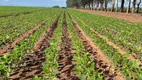 Foto 32 de Fazenda/Sítio à venda, 170000000m² em Setor Central, Santa Fé do Araguaia