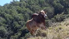 Foto 18 de Fazenda/Sítio à venda, 192000m² em Cachoeirinha , Pinhalzinho