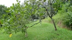 Foto 16 de Fazenda/Sítio com 3 Quartos à venda, 8760m² em Agro Brasil, Cachoeiras de Macacu