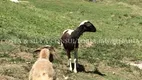 Foto 22 de Fazenda/Sítio com 5 Quartos à venda, 134000m² em Zona Rural, Virgínia