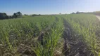 Foto 12 de Fazenda/Sítio com 3 Quartos à venda, 250m² em Zona Rural, Capela do Alto