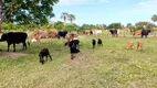 Foto 7 de Fazenda/Sítio à venda, 120000m² em Centro, Lagoa de Pedras