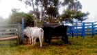Foto 34 de Fazenda/Sítio com 4 Quartos à venda, 700m² em Zona Rural, Padre Bernardo