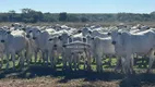 Foto 5 de Fazenda/Sítio à venda em Centro, João Pinheiro