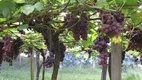 Foto 8 de Fazenda/Sítio à venda, 550000m² em Centro, Cerro Azul