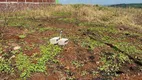 Foto 7 de Fazenda/Sítio à venda, 1000m² em Gleba Patrimonio Maringa, Maringá