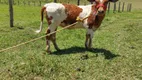 Foto 13 de Fazenda/Sítio com 5 Quartos à venda, 80000m² em Papucaia, Cachoeiras de Macacu