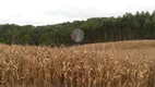 Foto 8 de Fazenda/Sítio à venda, 24000m² em Areia Branca dos Assis, Mandirituba