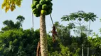 Foto 27 de Fazenda/Sítio com 2 Quartos à venda, 75m² em Jordao, Governador Celso Ramos