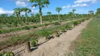 Foto 2 de Fazenda/Sítio com 1 Quarto à venda, 200m² em Jacupemba, Aracruz