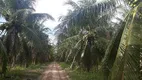 Foto 15 de Fazenda/Sítio com 3 Quartos à venda, 40000m² em Sitio Arena, São José de Mipibu