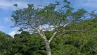 Foto 4 de Lote/Terreno à venda, 20000m² em Areias de Macacu, Garopaba