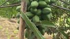 Foto 21 de Fazenda/Sítio com 3 Quartos à venda em Zona Rural, Morungaba