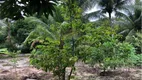 Foto 8 de Lote/Terreno à venda, 1200m² em Barra Grande , Vera Cruz