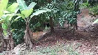 Foto 2 de Fazenda/Sítio com 4 Quartos à venda, 100000m² em Centro, Ibiracu