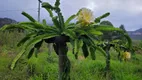 Foto 26 de Fazenda/Sítio à venda, 73000m² em Centro, Ibicoara