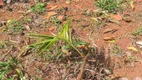 Foto 17 de Lote/Terreno à venda em São João, Itapevi