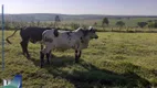 Foto 2 de Fazenda/Sítio com 3 Quartos à venda, 5m² em Zona Rural, São Simão