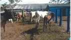 Foto 85 de Fazenda/Sítio com 4 Quartos à venda, 700m² em Zona Rural, Padre Bernardo