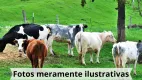 Foto 14 de Fazenda/Sítio à venda, 2000m² em Area Rural de Ourinhos, Ourinhos
