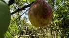 Foto 48 de Fazenda/Sítio à venda, 6300m² em Zona Rural, Tijucas do Sul