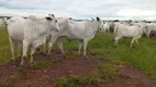 Foto 21 de Fazenda/Sítio com 7 Quartos à venda, 206m² em , Pontal do Araguaia