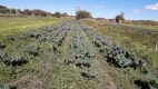 Foto 4 de Fazenda/Sítio à venda, 53000m² em Nucleo Rural Vargem Bonita, Brasília