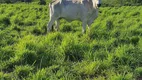 Foto 2 de Fazenda/Sítio à venda, 200000m² em , Monte Alegre