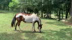 Foto 16 de Fazenda/Sítio com 1 Quarto à venda, 10000m² em Tapera, Gramado