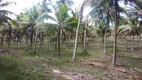 Foto 16 de Fazenda/Sítio à venda, 50000m² em Zona Rural, Conde