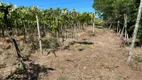 Foto 37 de Lote/Terreno à venda, 61000m² em Vale dos Vinhedos, Bento Gonçalves