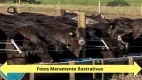 Foto 17 de Fazenda/Sítio à venda, 5000m² em Area Rural de Sao Joao da Boa Vista, São João da Boa Vista