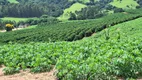 Foto 15 de Fazenda/Sítio à venda, 455000m² em Zona Rural, Turvolândia