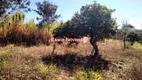 Foto 5 de Fazenda/Sítio com 2 Quartos à venda, 20000m² em Centro, Curvelo