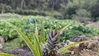 Foto 9 de Fazenda/Sítio à venda, 132000m² em Pedro do Rio, Petrópolis