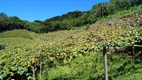 Foto 9 de Fazenda/Sítio à venda, 550000m² em Centro, Cerro Azul