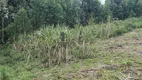 Foto 5 de Fazenda/Sítio com 1 Quarto à venda, 40m² em Centro, Bocaiúva do Sul