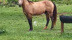 Foto 15 de Fazenda/Sítio com 1 Quarto à venda, 120m² em , Ribas do Rio Pardo