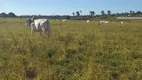 Foto 15 de Fazenda/Sítio à venda, 170000m² em , Monte Alegre