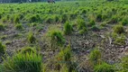 Foto 10 de Fazenda/Sítio à venda, 7000000m² em Calhau, São Luís