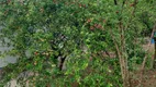 Foto 20 de Fazenda/Sítio com 3 Quartos à venda, 10000m² em Girassol, Cocalzinho de Goiás