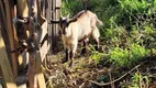 Foto 19 de Fazenda/Sítio com 1 Quarto à venda, 60m² em Macuco, Valinhos