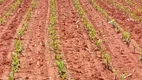 Foto 6 de Fazenda/Sítio com 5 Quartos à venda, 77m² em , Brasilândia de Minas