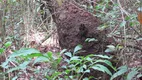 Foto 10 de Fazenda/Sítio à venda em Centro, Bela Vista de Goiás