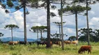 Foto 4 de Fazenda/Sítio à venda, 20000m² em Vacas Gordas, Urubici