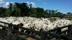Foto 19 de Fazenda/Sítio com 1 Quarto à venda, 12000000m² em Zona Rural, Nova Brasilândia