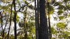 Foto 12 de Fazenda/Sítio à venda, 10000m² em Morro Azul, Almirante Tamandaré