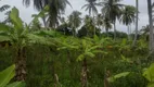 Foto 26 de Fazenda/Sítio com 3 Quartos à venda, 5000m² em Centro, Rio do Fogo