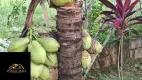 Foto 7 de Fazenda/Sítio à venda em Agro Brasil, Cachoeiras de Macacu