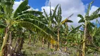 Foto 20 de Fazenda/Sítio à venda, 600000m² em , Rio do Fogo